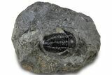 Prone Gerastos Trilobite Fossil - Morocco #311230-3